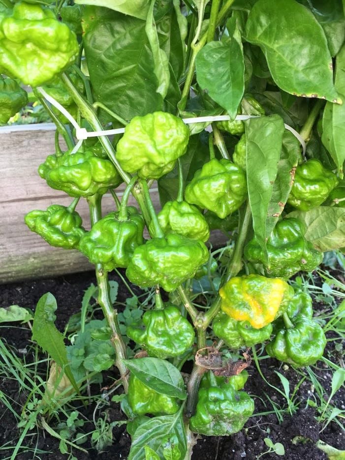 Jamaican Scotch Bonnet, 3 Live Pepper Plant, Jamaican Hot Yellow Scotch Bonnet Pepper Live Plants 3" Pots… for Every Caribbean Garden