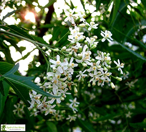 Live Neem Trees Amazing Useful Trees 1 Gallon (DOES NOT SHIP to CALIFORNIA)