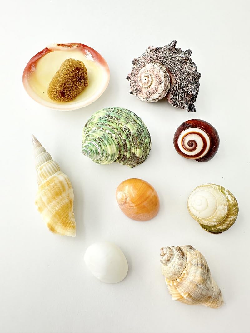 Amazon | 【貝殻の問屋さん】貝殻セット （Mサイズ）「ヤドカリの