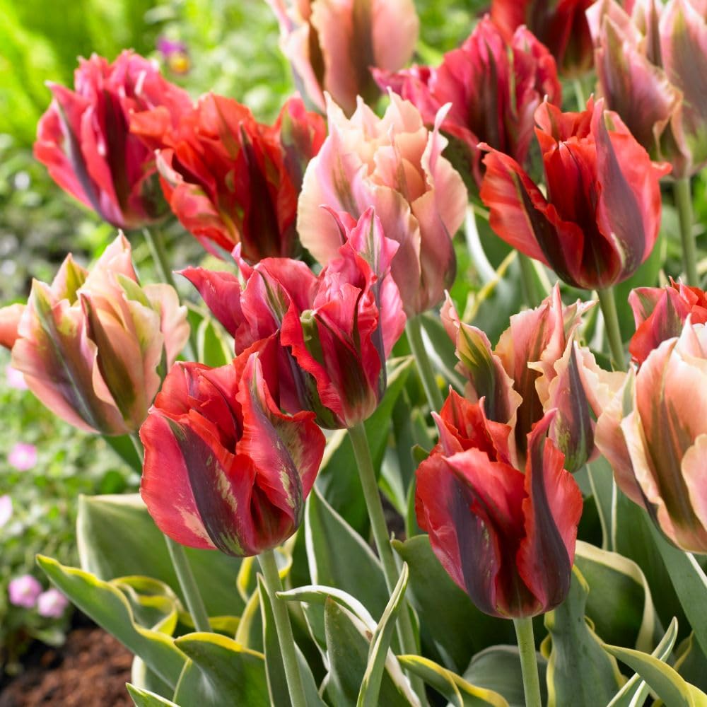 Tulip 'Viridiflora Mix' – Unique Trumpet-Shaped Blooms with Green Stripes & Creamy-Yellow Foliage, Perfect for Borders & Containers, 8X or 16X Bulbs by Thompson and Morgan