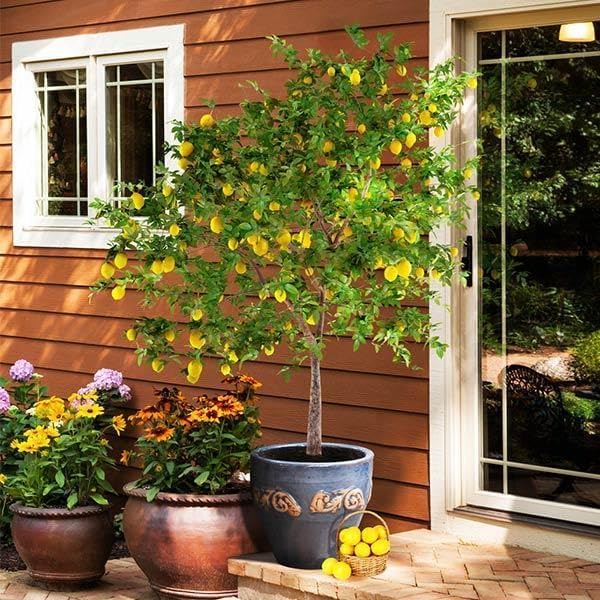 Brighter Blooms - Meyer Lemon Tree, 1-2 ft. - No Shipping to AK, AL, AZ, CA, FL, GA, HI, LA, MS, OR, TX