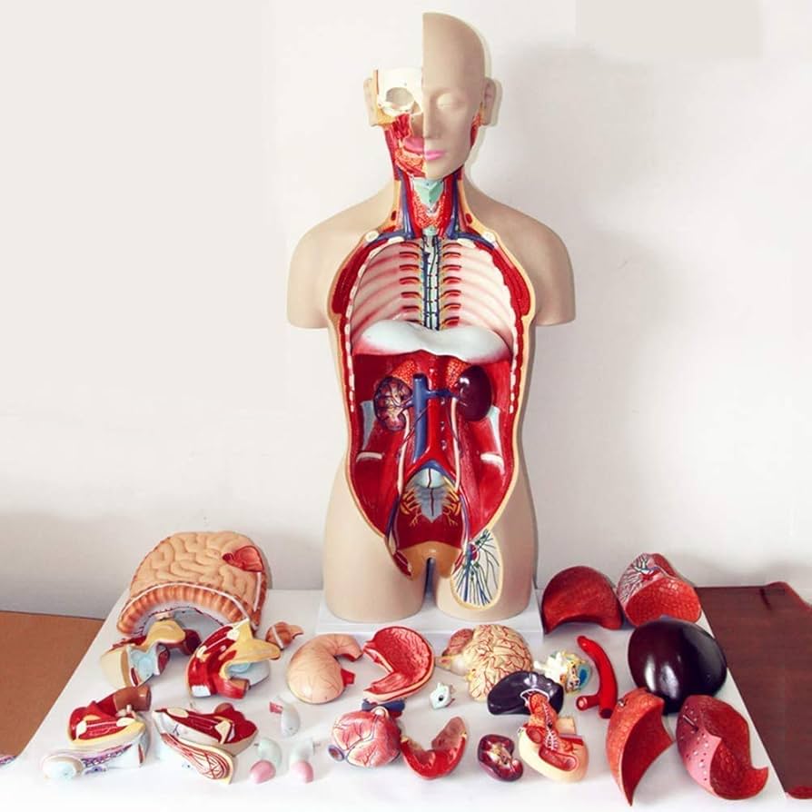 Amazon.co.jp: トルソーの人体85センチメートルユニセックス