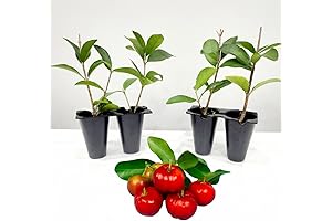 Barbados Cherry Tree Live for Sale (4 Pack) – Edible Organic Garden