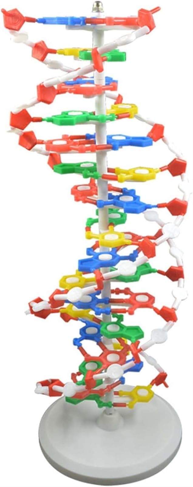 DNA-Modell-Kit Gene DNA-Modelle, Doppelhelix Wissenschaftliche Popularisierung DNA-Modell-Kit Doppelhelix-Gene DNA-Modelle For Unterrichtshilfen Im Klassenzimmer Selbst