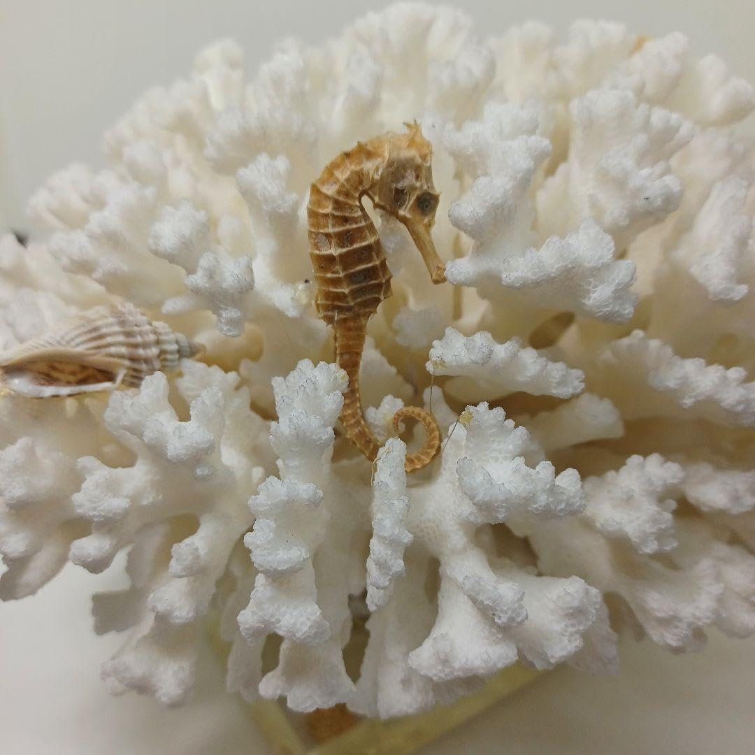 【新品】天然珊瑚サンゴ 剥製 タツノオトシゴ 貝殻 ヒトデ 2kg以上 天然珊瑚サンゴ 剥製 タツノオトシゴ 貝殻 ヒトデ 2kg以上