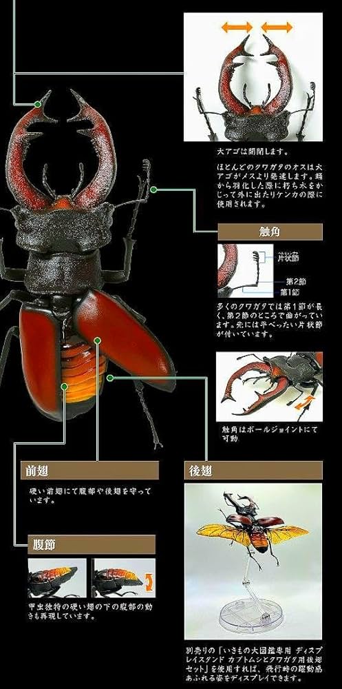 Amazon | ガチャ いきもの大図鑑くわがた05《ヨーロッパ
