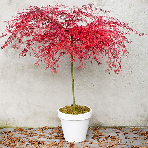 Acer Hardy Japanese Maple Tree Palmatum Emerald Lace Thread Leaf Deciduous Shrub Fast-Growing Ideal for Large pots and containers 2 x 9cm Pot by Thompson and Morgan (2 x 9cm Potted Acer)