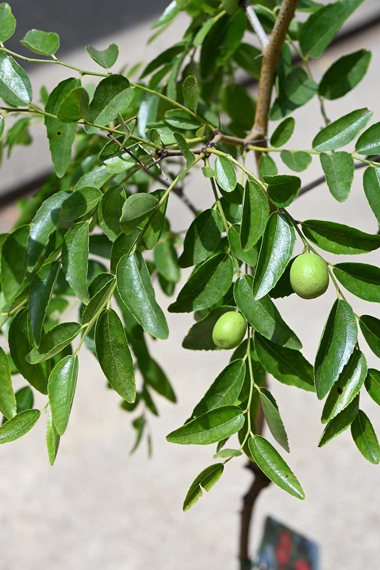 Amazon.co.jp: 果樹苗なつめ1本 ナツメ果樹植木 果樹栽培植木 : DIY