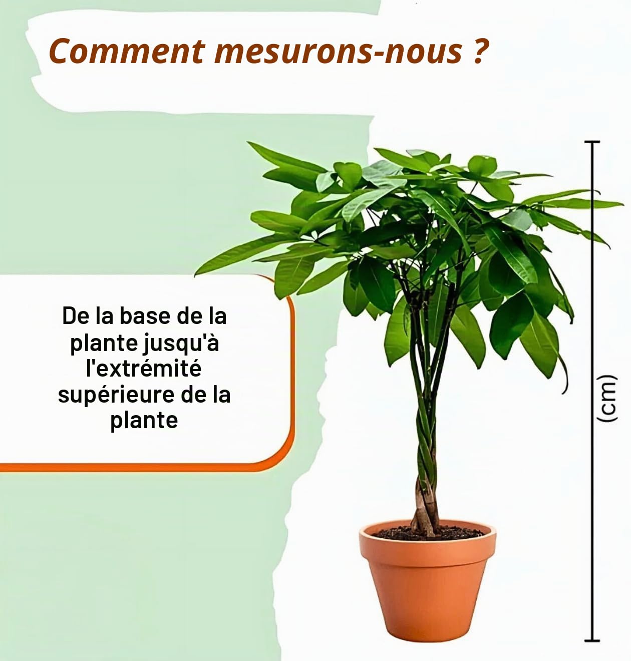 Monstera Deliciosa Lot de 3, 55-70 cm, Pot de 14 cm Ø, Ensemble de plantes pour appartement et bureau, Qualité de professionnel de plantes, Expédition rapide de plantes, Idéal pour la verdure