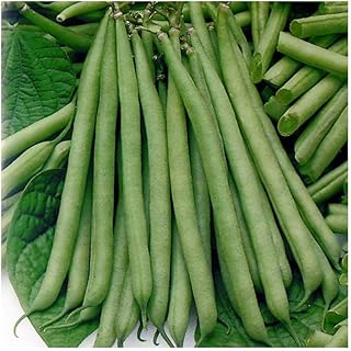 PREMIER SEEDS DIRECT Dwarf French Bean Tendergreen - 100 Seeds