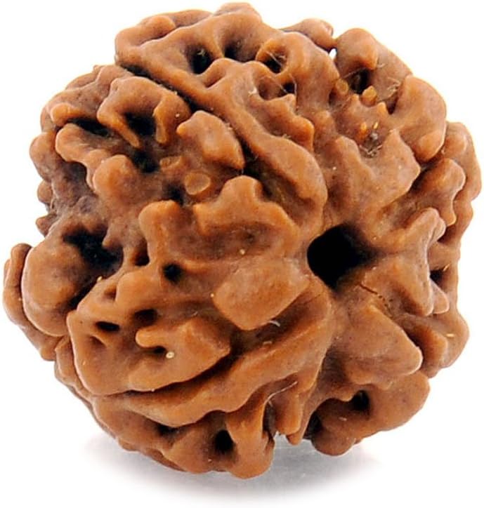 Choose Your Natural Certified Nepali Rudraksha 1, 2, 3, 4, 5, 6, 7, 8, 9, 10, 11, 12, 13 Mukhi Rudraksh Ganesh Mukhi Rudraksh Gauri Shankar 7 8 9 Indonesian Rudraksha Bead for Men Women