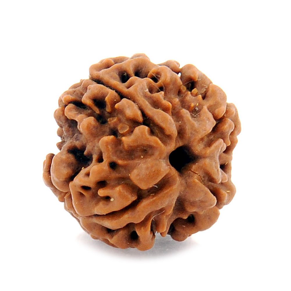 Rudraksha 7 mukhi libère une énergie positive pure