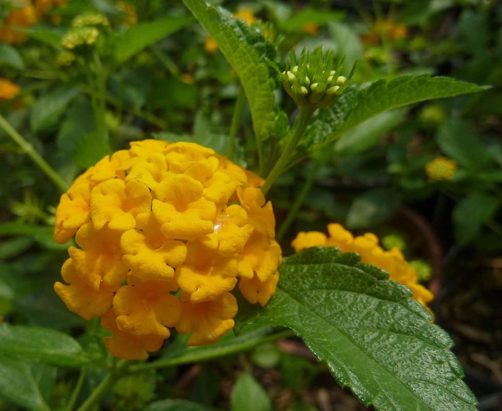 Miniatura 5 de Planta de Lantana Dorada, maceta de 2 pulgadas, flores Lantana para plantar
