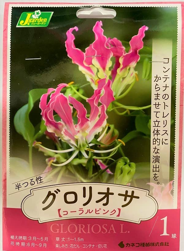 Amazon.co.jp: 花球根 半つる性 グロリオサ コーラルピンク1球入