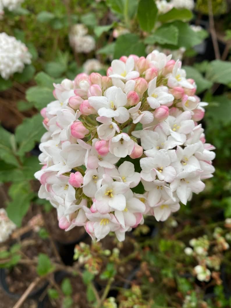 Cayuga Viburnum Viburnum carlcephalum 'Cayuga