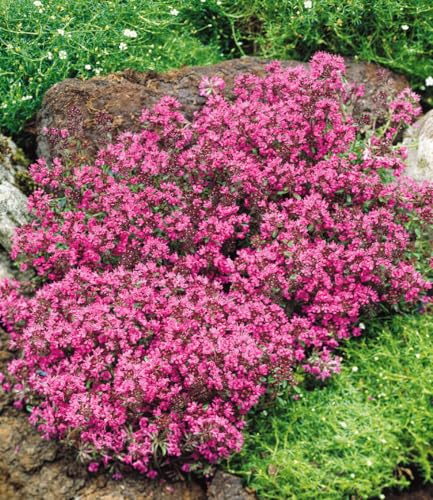 3 x BALDUR Garten Winterhart Bodendecker-Thymian, 3 Pflanzen Thymus, Sandthymian, wir empfehlen 4-5 Pflanzen auf 1 qm, winterhart, Bodendecker, trockenresistent, mehrjährig, bienenfreundlich, blühend