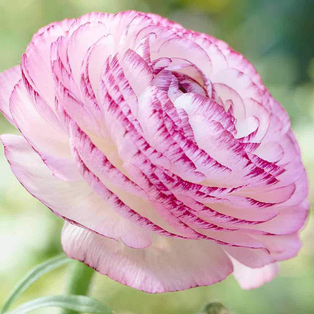 Picotee Pink Ranunculus Bulbs/Corms - Perennial Persian Buttercup (50)