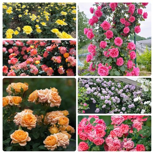 Semillas resistentes de rosal de jardín, balcones trepadores exóticas 300pcs