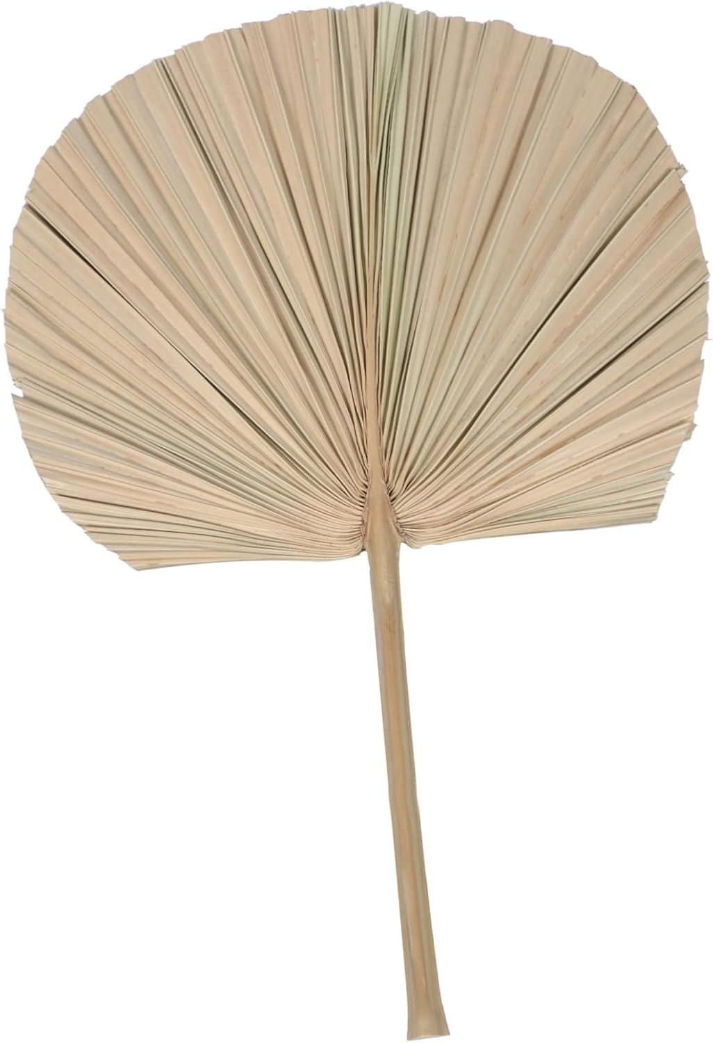 BESPORTBLE 1pc Dried Palm Leaf Decor for Wedding Party Dried Plant Leaf Adornment for Flower Arrangements Natural Lightweight Palm for Photography Props and Home Decoration