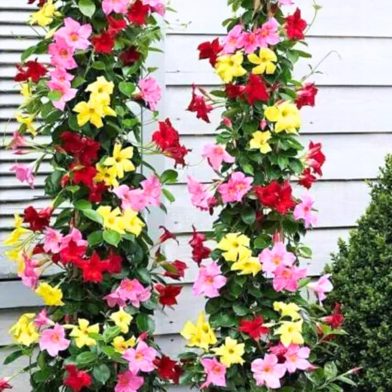 4 Mix Mandevilla Plants Live, Trailing Mandevilla Vine for Outdoor Planting, 4-6 Inch Tall Live Flowering Vine for Trellis or Containers