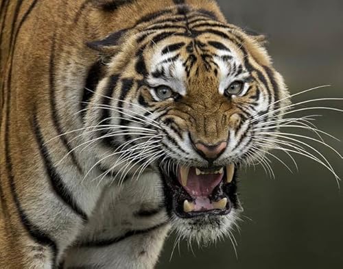 E212: The Demon of Champawat with Adam Christie