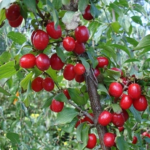 5 Best Online Nurseries For Purchasing Fruit Trees