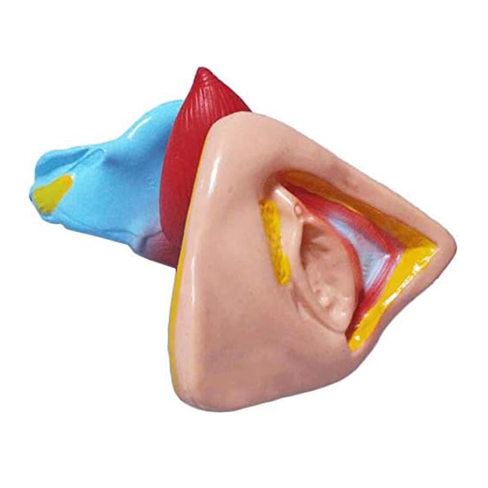 Modèle génital féminin utérus ovaires système reproducteur anatomie