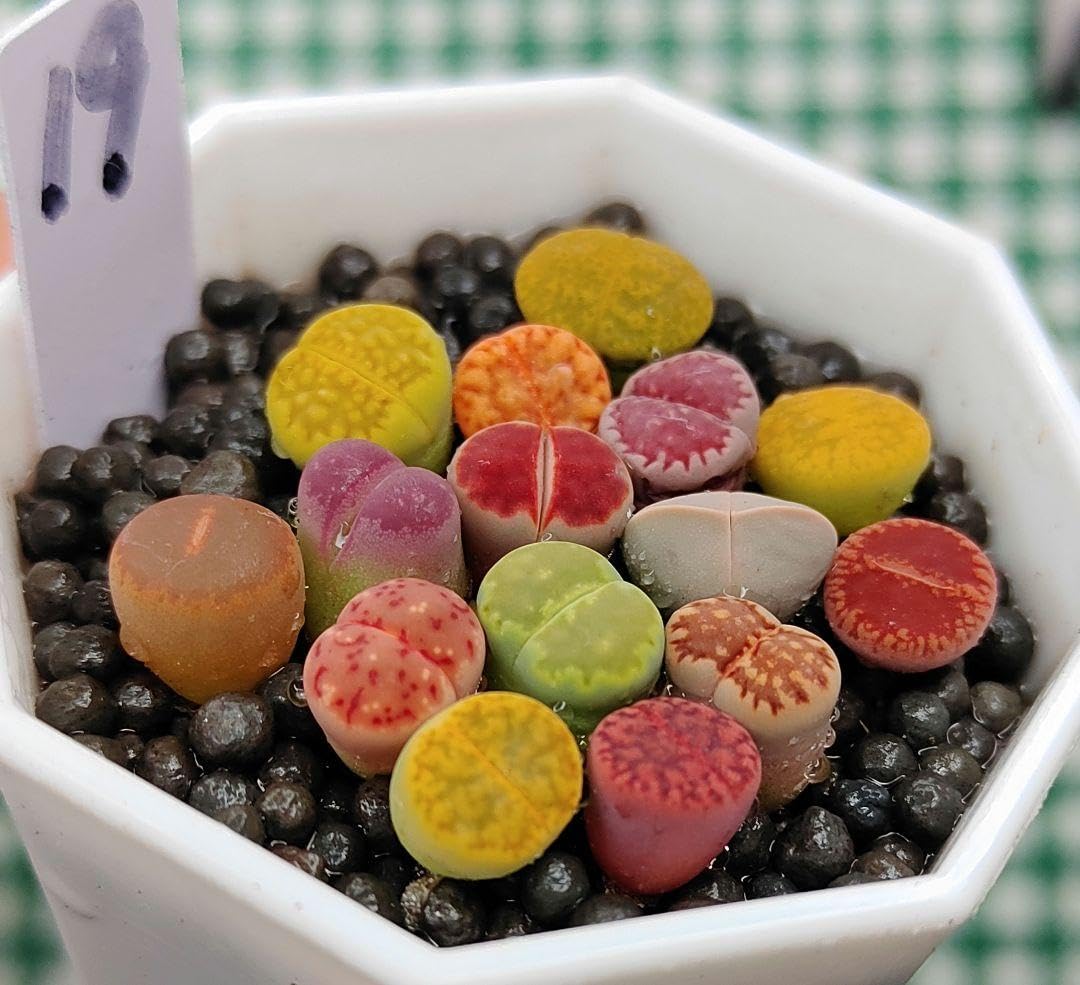 確認用 S19 多肉植物リトープス 2頭カラフルセット 確認用 S19 多肉