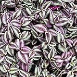 NATURAVIVA BASSANO dal 1995