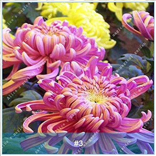 Seeds Zlking 50 PC/Chinese Package Colorful Flower of The Chrysanthemum Bonsai Seeds Seeds Fresh High Nature Nature Germination Rate of Vase Plants 3