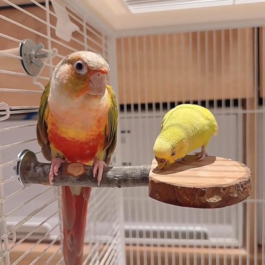 4 Pack Bird Perches for Cage with Natural Wood, ROOJUNE Bird Cage Accessories Bird Perch Platform for Small Medium Parakeets Parrots Conures Cockatiels Finches Lovebirds - image 6