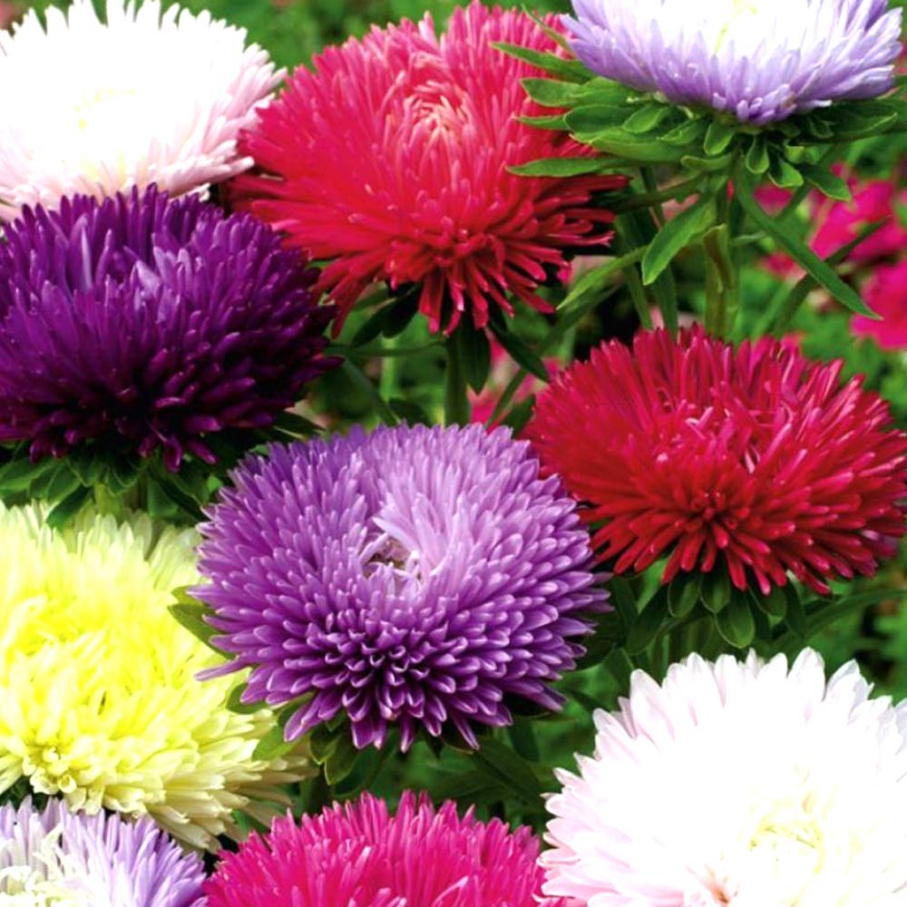 Kraft Seeds by 10 CLUB Aster Mix Flower Seeds (1 Packet, 50 Seeds) Flowering Plants Seeds for Home Gardening |Natural and Real Planting Seeds (B07ZX3ZFDN) Amazon Price History, Amazon Price Tracker