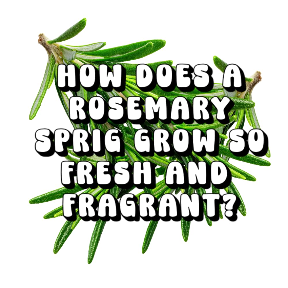 How Does a Rosemary Sprig Grow so Fresh and Fragrant?
