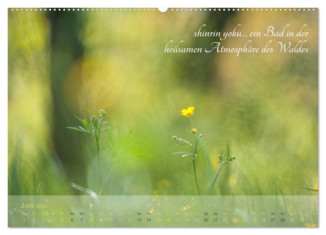 Shinrin yoku - Waldbaden 2026 (hochwertiger Premium Wandkalender 2026 DIN A2 quer), Kunstdruck in Hochglanz: Zwölf einladende Fotografien inspirieren ... abzutauchen (CALVENDO Gesundheit)