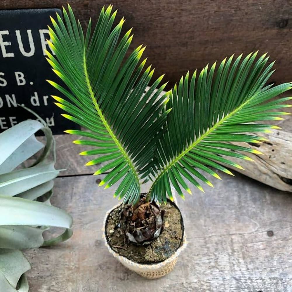 Amazon.co.jp: 金環ソテツ 南国の風 エキゾチック 斑入りソテツ