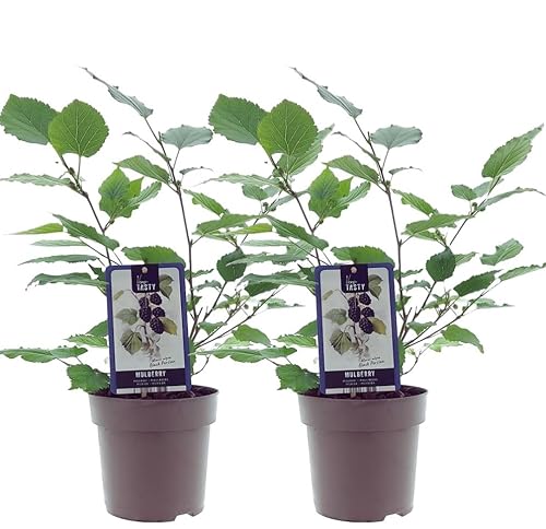 Mulberry Bush Morus nigra - Black Mulberry Tree - Variety Black Persianin 15 cm Pot - 40cm Height - Tasty Berries - 100% organically Grown Fruit