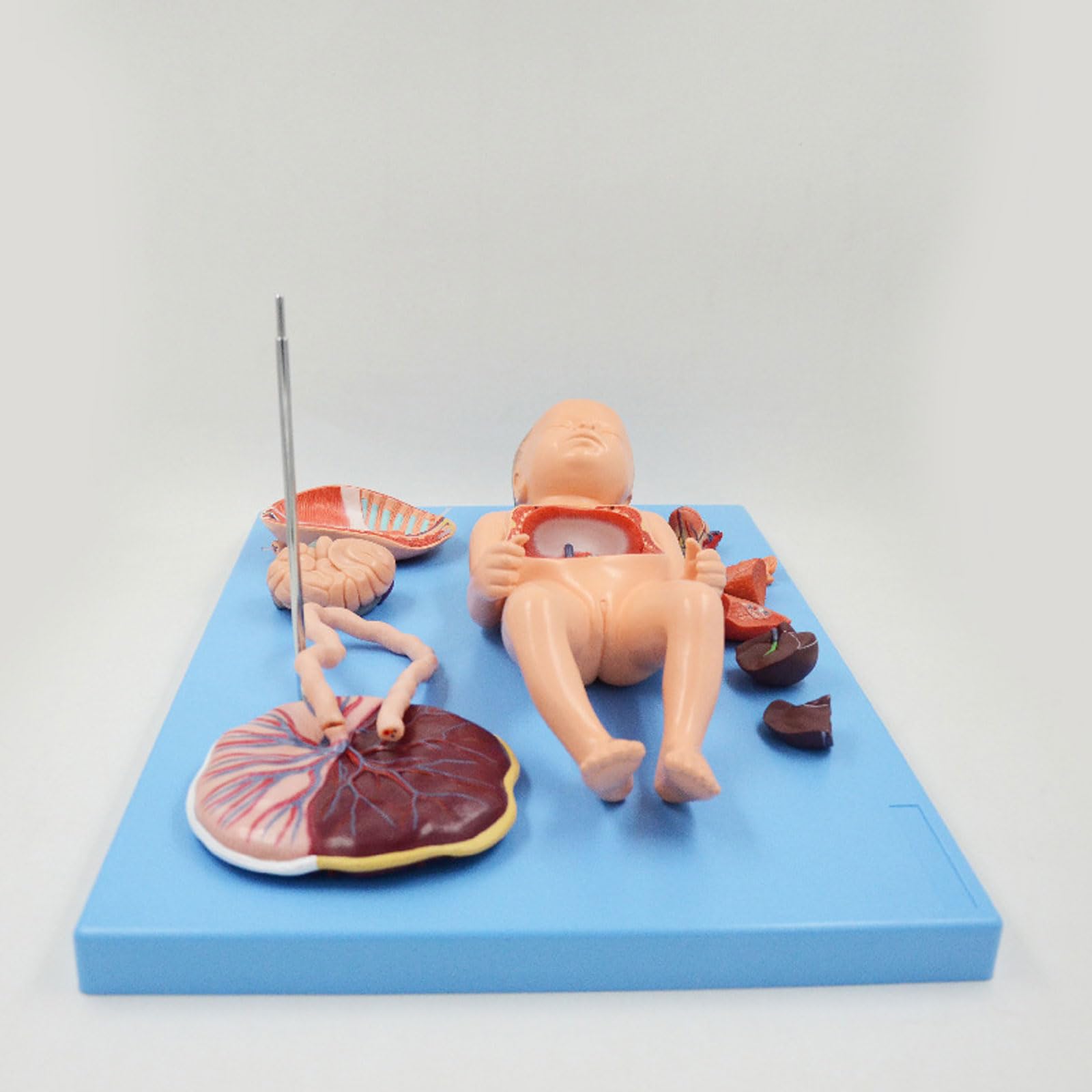 Anatomiczny model narządów noworodków niemowlęta pępowina brzuszna łożysko opieka płodu model anatomiczny dla klasy/uczniów materiały dydaktyczne, modele medyczne i materiały edukacyjne