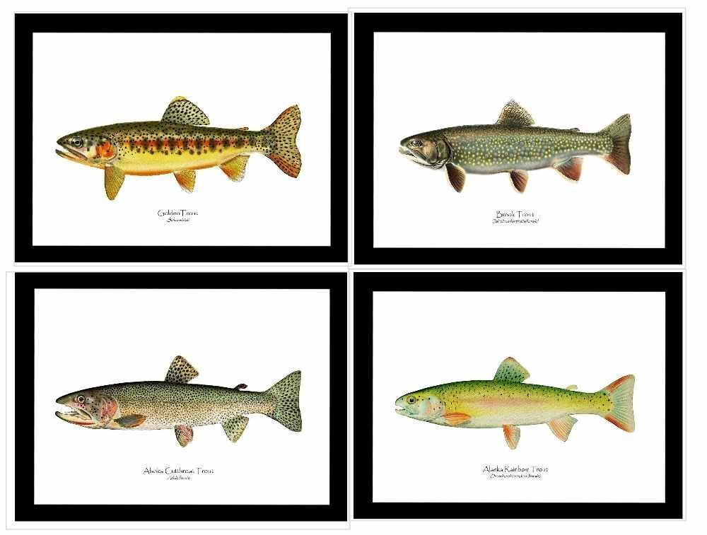Trout Fish Art Prints, Matched Set of 4 Vintage Antique Trout Wall Art Prints