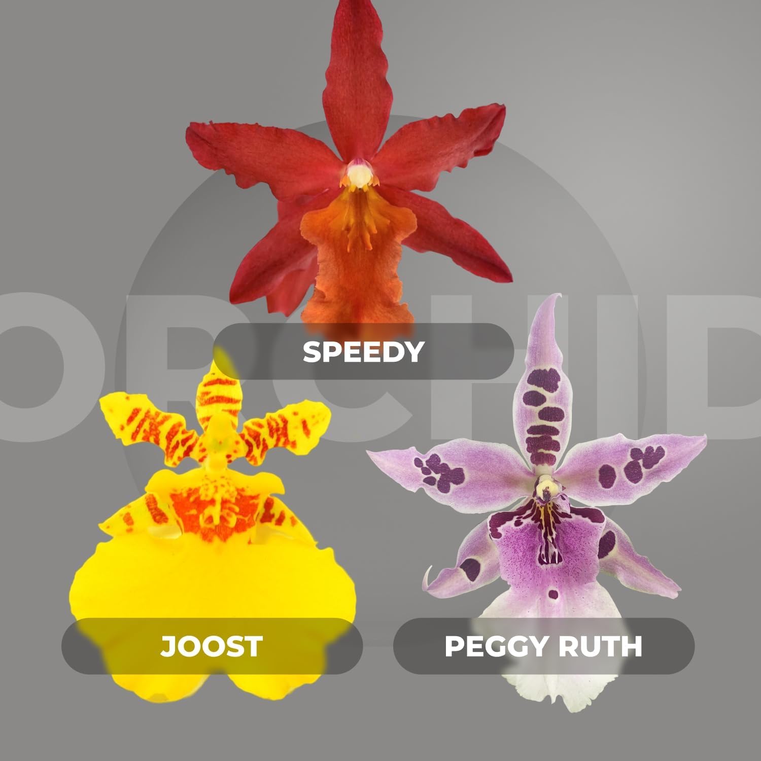 Orchidée Collection Peggy Ruth - Jumping Jack - Joost - 3 Plantes Intérieur Naturelles - 30-40 cm - Floraison et parfumées - Naturelle Plantes de Hollande (pas de graines, non artificielleles)