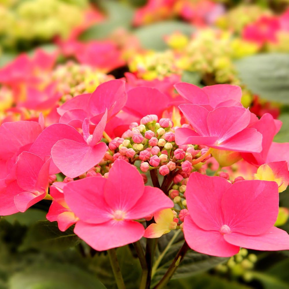 Hydrangea macrophylla 'Kardinal' (Teller Red) – Hardy Deciduous Shrub with Colour-Changing Flowers, RHS AGM Winner - 1x 3 Litre Potted Plant by Thompson & Morgan