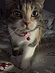 Review Image by JFolge JFolge