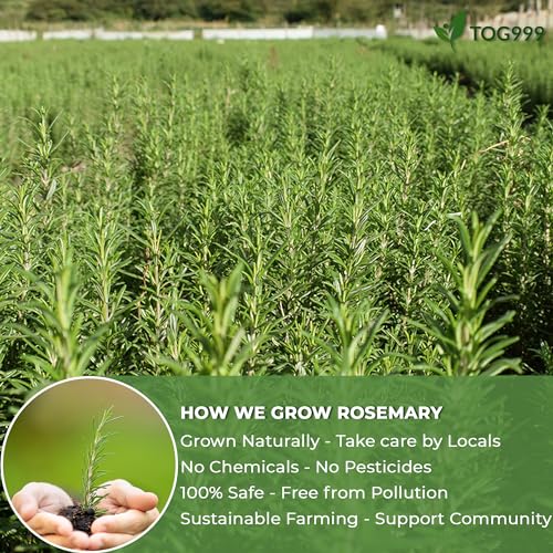 Image of Premium Tea, Improve Digestion, Support Brain, Weight, Skin and Sleep, Eco-Conscious Tea Bags and Premium Natural Ingredients. No Sugar, No Caffeine, No Gluten, Vegan. (38 Bags, Rosemary)