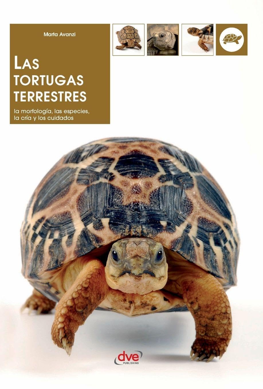 Las tortugas terrestres: La morfología, las especies, la cría y los cuidados