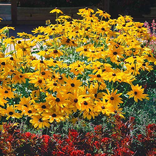 Outsidepride Perennial Rudbeckia Hirta Gloriosa Daisy Indian Summer Garden Flowers - 200 Seeds #TOP21