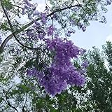 10 piezas Comprar semillas de árboles de jacarandá, plantas en macetas resistentes al exterior Semillas de palo de rosa - Semillas de jacarandá - macetas árboles jardín resistente