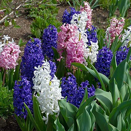 Bulbo de Jacinto - 1 Unidad - Hyacinthus Orientalis - Flores Naturales - Plantas Naturales