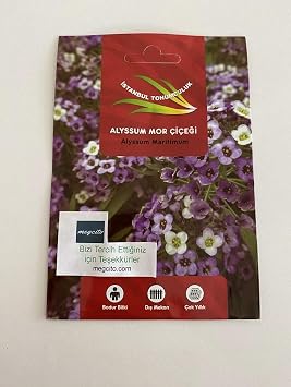 ALYSSUM (ÇOKLU TOHUM) - 250 Tohum - MOR Renk