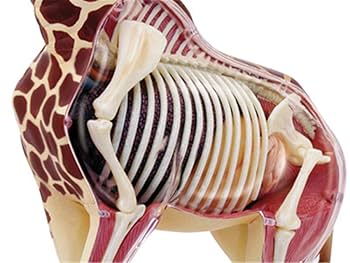 実習解剖学　絶版 Amazon.co.jp: 人間の女性の骨盤セクション妊娠の解剖学的モデル