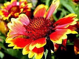 Arizona Bright Cut Flower Gaillardia Seeds