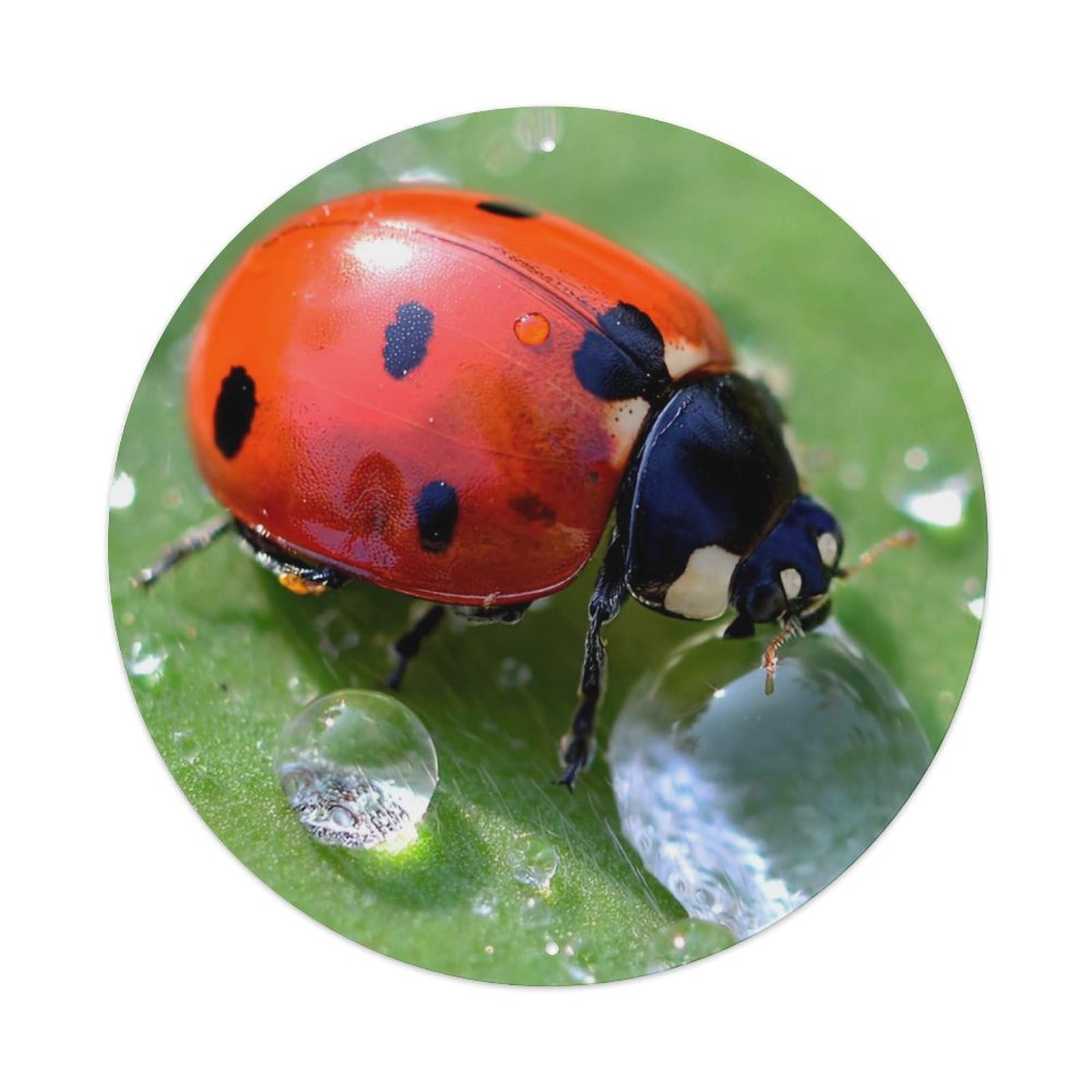 Insect Ladybird on Leaf Vintage Metal Tin Sign Plaque Wall Decor for Cafe, Club Bar, Office, Garden Metal Poster 8x8Inch